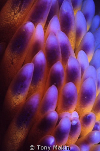 Gas flames. Abstact of the cerata of a gas flame nudibranch by Tony Makin 